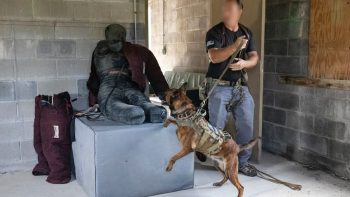 Elite Warriors on Four Legs